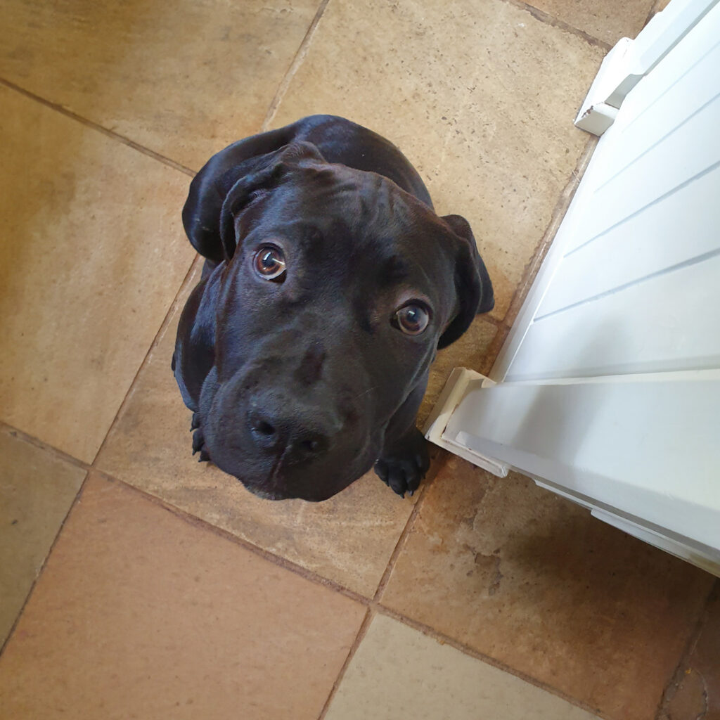 A 3 month old black BoerBoel puppy looking up at the camera